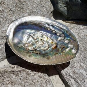 天然貝殼薰香盤(約 9cm*6cm 隨機出貨) Incense Platform